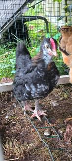 Pinguïn haan haantje Marans kip, Dieren en Toebehoren, Pluimvee, Mannelijk, Kip
