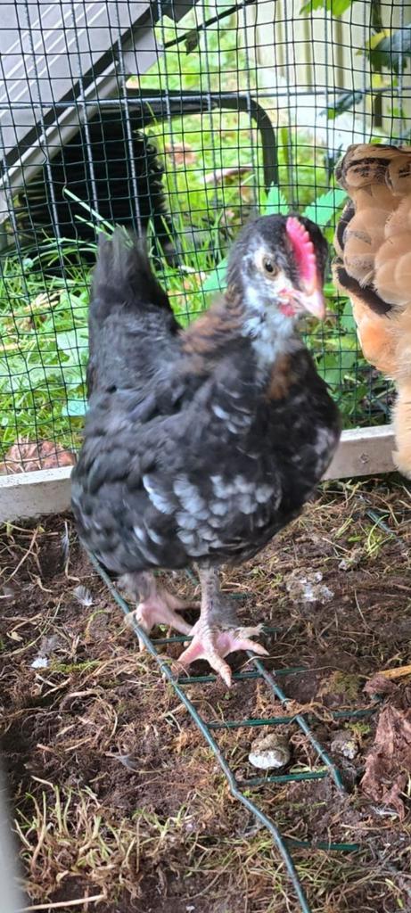 Pinguïn haan haantje Marans kip, Dieren en Toebehoren, Pluimvee, Kip, Mannelijk