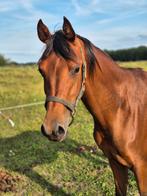 Lieve en sociale 3 jarige arabier ruin, Dieren en Toebehoren, Paarden, Minder dan 160 cm, Gechipt, Ruin, 3 tot 6 jaar