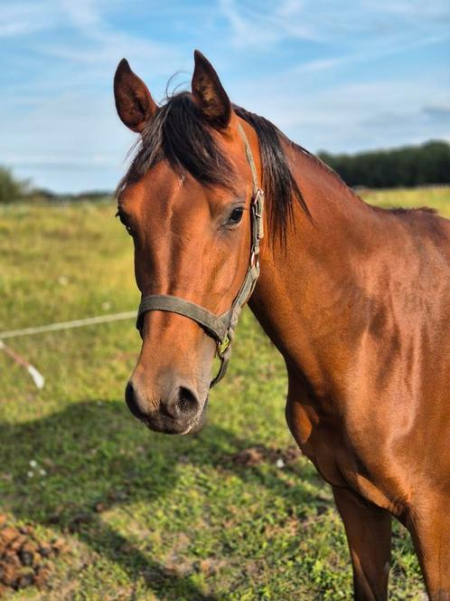 Lieve en sociale 3 jarige arabier ruin, Dieren en Toebehoren, Paarden, Ruin, Onbeleerd, Minder dan 160 cm, 3 tot 6 jaar, Met stamboom