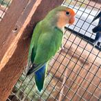 Dwergpapegaai vrouwtje - agaporis, Dieren en Toebehoren, Vogels | Parkieten en Papegaaien, Mannelijk, Parkiet