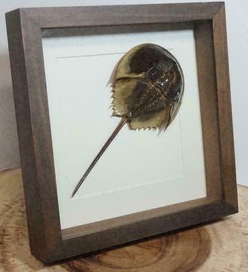 Degenkrab in luxe lijst van 25cm x 25cm beschikbaar voor biedingen