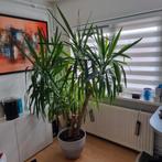 Yucca plant, Ophalen, 200 cm of meer, Halfschaduw, In pot