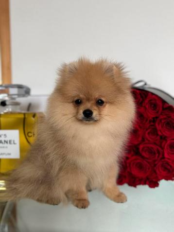 Pomeranian mini boo teefje pomeriaan bear pup FCI klein boo beschikbaar voor biedingen