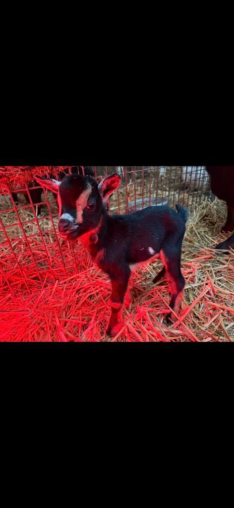 Te koop prachtige geitje en bokjes, Dieren en Toebehoren, Schapen, Geiten en Varkens, Geit, Meerdere dieren, 0 tot 2 jaar