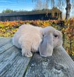Raszuivere franse hangoor ram gecastreerd en gevaccineerd, Dieren en Toebehoren, Mannelijk, Groot, Hangoor, 0 tot 2 jaar