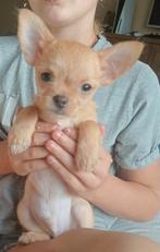 Chihuahua Reutje 11 Weekjes Oud, Dieren en Toebehoren, Honden | Chihuahua's en Gezelschapshonden, Reu, CDV (hondenziekte), 8 tot 15 weken