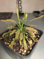 Drosera capensis, Huis en Inrichting, Kamerplanten, Overige soorten, Minder dan 100 cm, Ophalen of Verzenden, Volle zon