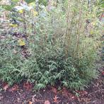 Fargesia Bamboe - Vaste Plant, Tuin en Terras, Vaste plant, Bloeit niet, Halfschaduw, Ophalen