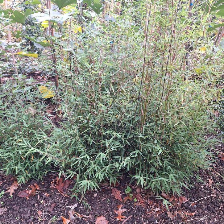 Fargesia Bamboe - Vaste Plant, Tuin en Terras, Planten | Tuinplanten, Vaste plant, Overige soorten, Halfschaduw, Bloeit niet, Ophalen