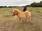 Te koop diverse mini Shetlanders, Dieren en Toebehoren, Pony's, Merrie, A pony (tot 1.17m), Gechipt, 0 tot 2 jaar