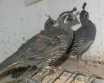 Californische kuifkwartels, Dieren en Toebehoren, Pluimvee, Meerdere dieren, Overige soorten