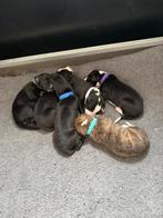 Whippert puppy’s, Dieren en Toebehoren, Parvo, Whippet, 8 tot 15 weken, Meerdere
