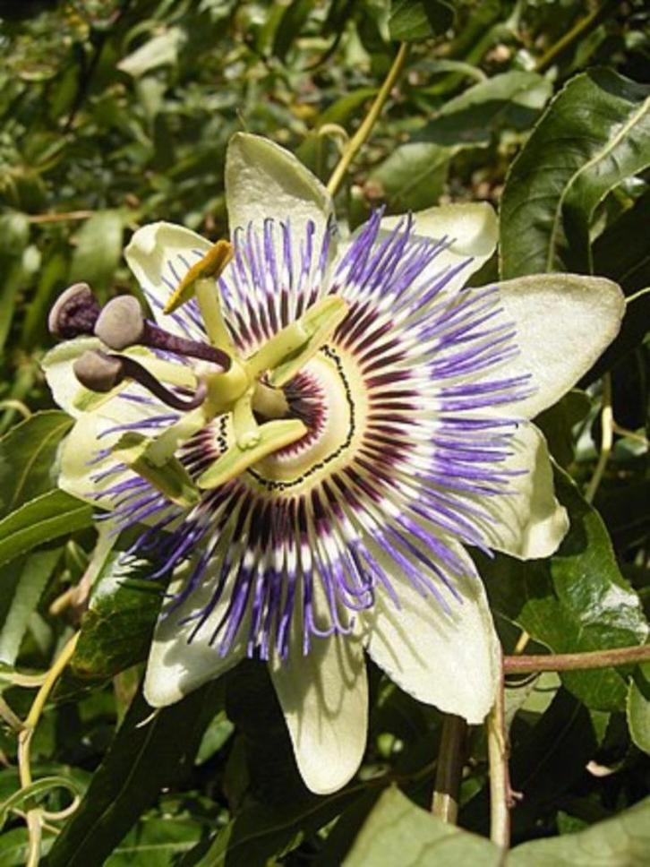 passiebloem plant     Passiflora caerulea , Tuin en Terras, Planten | Tuinplanten, Vaste plant, Klimplanten, Volle zon, Zomer