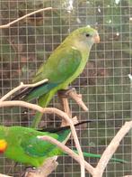 Barraband parkieten, Dieren en Toebehoren, Vogels | Parkieten en Papegaaien, Vrouwelijk, Parkiet, Geringd