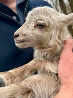 Ouessant ram, Dieren en Toebehoren, Mannelijk, Schaap