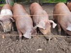 Te koop Husumer  Deense Duroc biggen, Dieren en Toebehoren, Meerdere dieren, Schaap, 0 tot 2 jaar