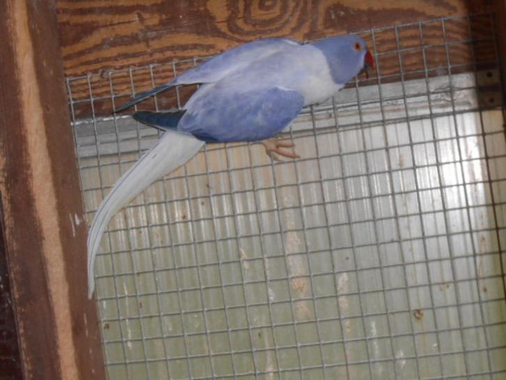 halsbandparkieten bleekstaart opaline, Dieren en Toebehoren, Vogels | Parkieten en Papegaaien, Parkiet, Meerdere dieren, Geringd