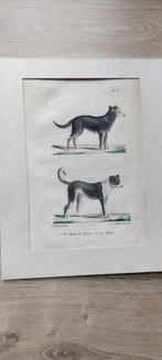 Antieke platen honden van de Buffon, Antiek en Kunst, Ophalen of Verzenden