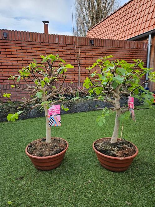 Vijgenbomen in schaal / op stam, Tuin en Terras, Planten | Bomen, Ophalen