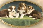 uk 1915 hond schotse herdershond Collie 3 puppies hoogglans, Gelopen, Overige thema's, Voor 1920, Verzenden