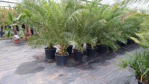 Groot assortiment Palmbomen en Olijfbomen, Tuin en Terras, Planten | Tuinplanten, Vaste plant, Overige soorten, Halfschaduw, Zomer