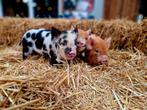 Kune Kune stamboekbiggen, Dieren en Toebehoren, Meerdere dieren, Varken