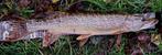 Deel 4) 3 sets van elk 4 stuks Baars Snoekspinners met vlieg, Ophalen of Verzenden, Nieuw, Complete set