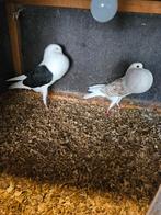 Te koop 5 sierduiven, Meerdere dieren, Overige soorten