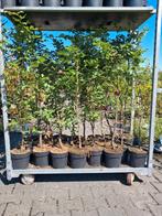 Bladhoudende groene beuk in pot!! 100-120 cm fagus sylvatica, Tuin en Terras, Planten | Struiken en Hagen, Ophalen of Verzenden