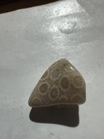 Geaganiseerd koraal 23 miljoen jaar oud 8 gram, Verzamelen, Ophalen of Verzenden