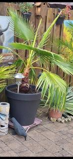 Whasingtonia robusta, Tuin en Terras, Planten | Tuinplanten, Vaste plant, Halfschaduw, Zomer, Ophalen