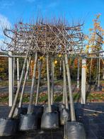 Leilindes 20/25cm stam, direct privacy!, Tuin en Terras, Ophalen, In pot, Volle zon