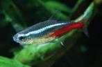 neon tetra € 1,50, Dieren en Toebehoren, Vis, Zoetwatervis