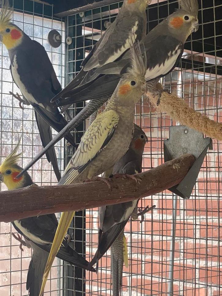 Jong gepareld valkparkietje te koop, valkparkiet, geringd, Dieren en Toebehoren, Vogels | Parkieten en Papegaaien, Parkiet, Geslacht onbekend