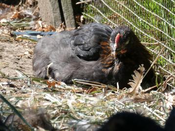 Marans kippen/kuikens koperzwart beschikbaar voor biedingen