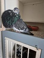Gaditano duif, Dieren en Toebehoren, Vogels | Duiven, Vrouwelijk, Kropper
