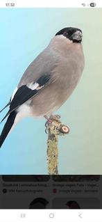 Gezocht een Noorse goudvink pop, Dieren en Toebehoren, Vogels | Overige Vogels, Vrouwelijk, Wildzangvogel