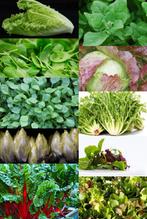 Diverse soorten sla-en bladgroenten zaden, Verzenden, Zaad