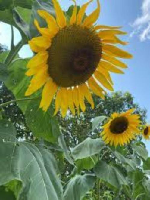 Reuzen zonnebloem zaden, Tuin en Terras, Bloembollen en Zaden, Zaad, Voorjaar, Volle zon, Ophalen of Verzenden