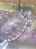 Waterschildpad, Dieren en Toebehoren, Reptielen en Amfibieën