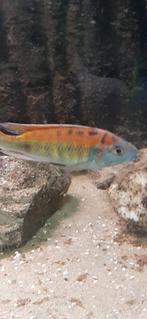 Te koop CH44, Dieren en Toebehoren, Vissen | Aquariumvissen, Vis