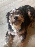 Gouden mandje gezocht, Standaard, Rabiës (hondsdolheid), Reu, Langhaar