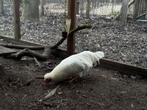 Witte kleurlegger-haantjes (bijna 1 jaar oud), Meerdere dieren, Kip