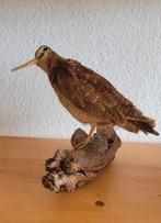 Preperat dieren vogel - Opgezette houtsnip, Verzamelen, Ophalen, Gebruikt, Opgezet dier
