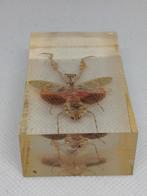 Bloembidsprinkhaan - Sprinkhaan in de Hars (Entomologie), Ophalen of Verzenden, Gebruikt, Overige soorten, Opgezet dier