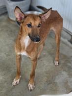 ACE: Quinten is een lief en goed hondje, Dieren en Toebehoren, Honden | Niet-rashonden, Particulier, Rabiës (hondsdolheid), 15 weken tot 1 jaar