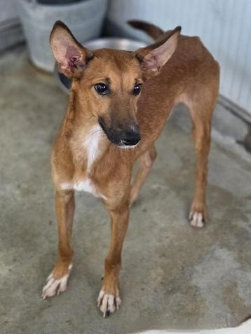 ACE: Quinten is een lief en goed hondje beschikbaar voor biedingen