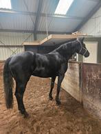Prachtige KWPN merrie 1.68 allround.., Merrie, 165 tot 170 cm, Gechipt