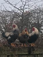 3 hanen gratis afhalen, Dieren en Toebehoren, Pluimvee, Mannelijk, Kip